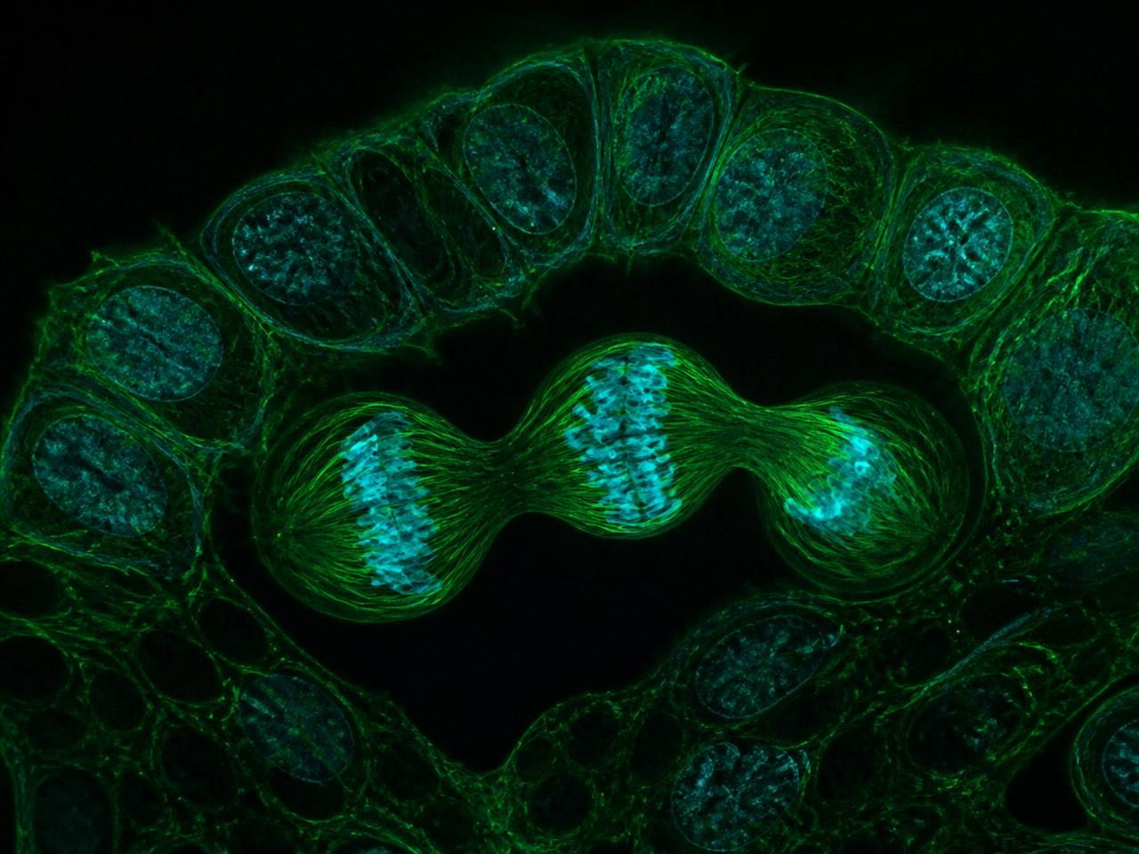 Regenerative Systems